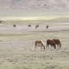 Motorritten visso--castelluccio-- photo