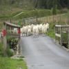 Motorritten devil-s-staircase--tregaron- photo